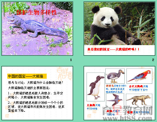 《保护生物多样性》ppt2